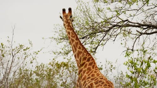 Giraffe isst Blätter vom Baum, Südafrika