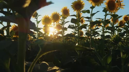 Golden Yellow Sunflower Plant In Field In Warm Sunlight 5