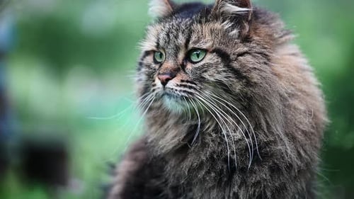 Majestic Tabby Cat Close-Up Outdoors