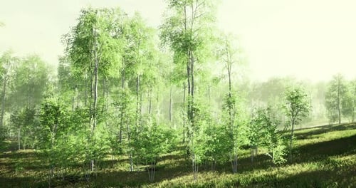 Sunlight Filters Through Vibrant Green Trees in a Serene Forest Setting