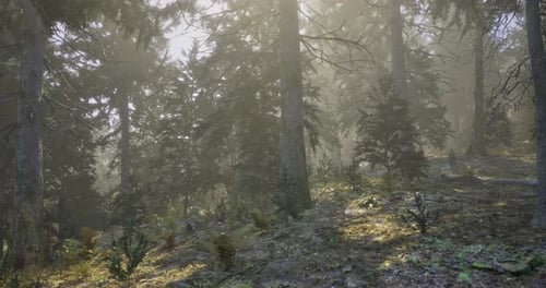 Misty Forest Landscape with Sunlight Filtering Through Trees in Early Morning