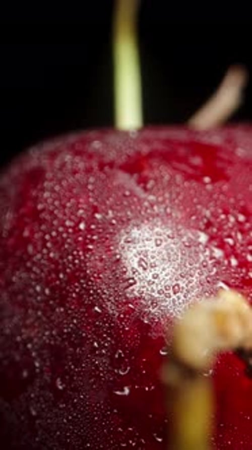 Wet, Ripe Cherries in Extreme Close Up