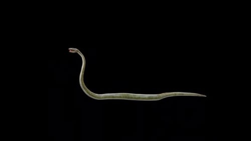 Boa Snake Attack
