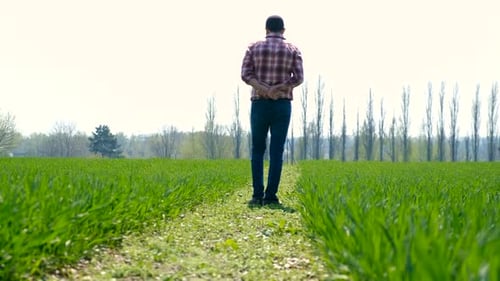 The Male Farmer Checks Green Wheat Sprouts on the Field