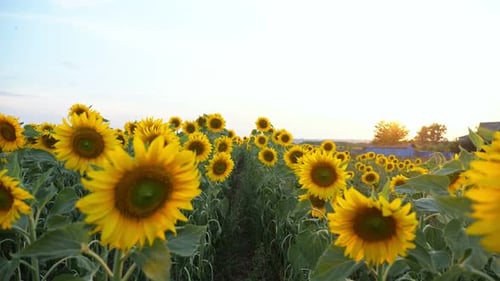 Sunflowers Blooming in Agricultural Field at Sunrise