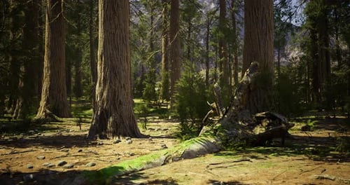 Sunlight Filtering Through Tall Trees in a Peaceful Forest Setting