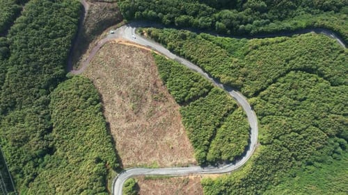 Aerial Road and Forest