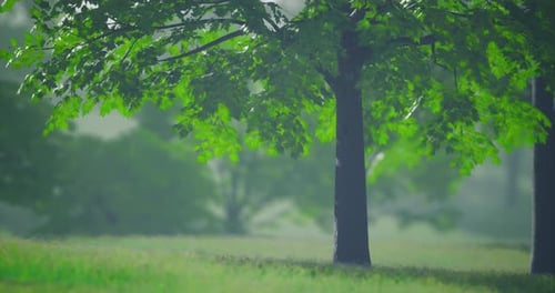 Lush Green Trees Under a Cloudy Sky in a Serene Park Setting