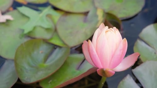 Beautiful Pink Lotus Water Plant with Reflection in Pond