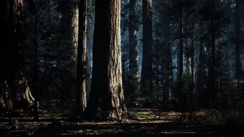 Majestic Sequoia Trees Towering Under a Forest Canopy at Dusk