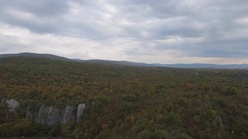 Forest In The Evening