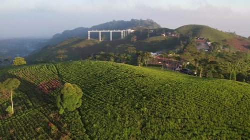 Green Tea Field