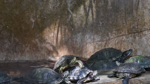 Viele Schildkröten haben sich an einem Ufer versammelt, Schildkröten machen eine Pause vom Schwimmen und Sonnenbaden.