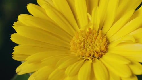 Calendula Officinalis Medical Plant Macro View