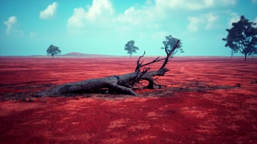 A Dead Tree in a Vibrant Red Field Surrounded By Other Trees