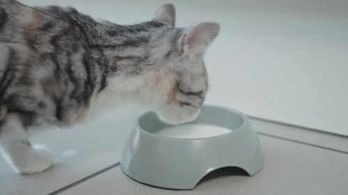 Gray Tabby Kitten Drinking Milk from Bowl