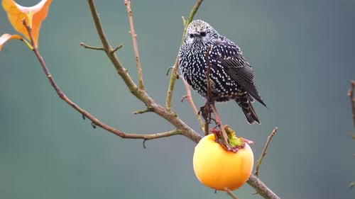 Common Starling