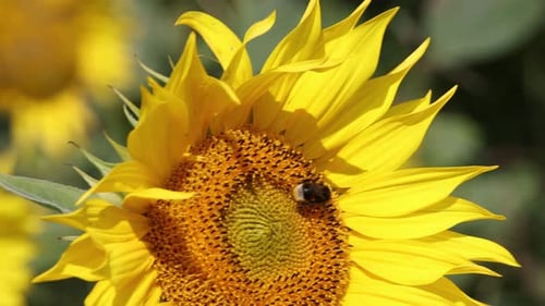 Bee Foraging on a Bright Yellow Sunflower
