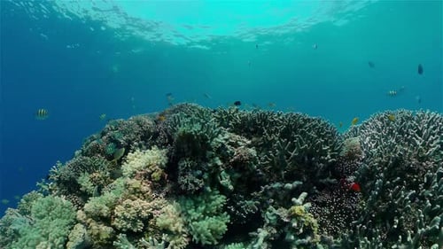 Coral Reef and Tropical Fish Philippines