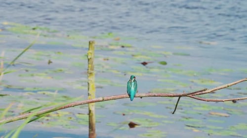 Martin-pêcheur perché sur une branche au-dessus d'un étang idyllique en Frise aux Pays-Bas, vue arrière avec des brins d'herbe