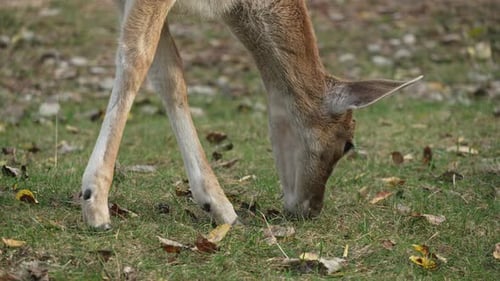 Head of White tailed spotted young deer close up eating grass in forest slow motion