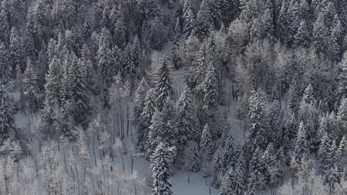 Winter Christmas Trees wonderland frosted Rocky mountainside forest snowy meadow valley aerial drone