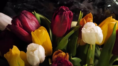 Vibrant Tulips in Full Bloom Close-Up