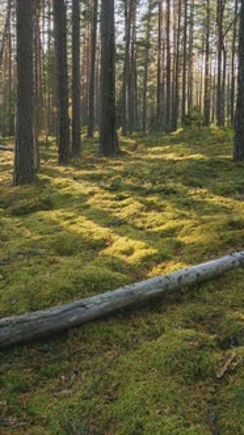 Belarus Beautiful Sunset Sun Sunshine In Sunny Summer Coniferous Forest Sunlight Sunrays Shine