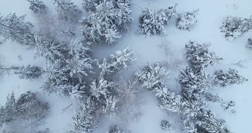 Coniferous Trees Covered with Snow on a Frosty Winter Day Aerial Shot