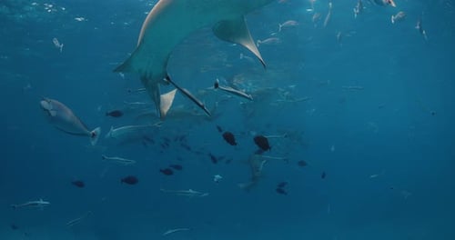 Sharks Underwater with Tropical Fishes in Blue Ocean Slow Motion with Nurse Shark in Tropical Sea