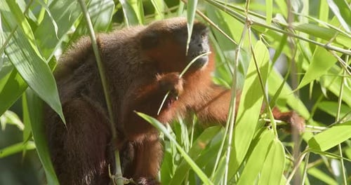 Dusky titi monkey chewing green branch looking towards camera - tripod medium