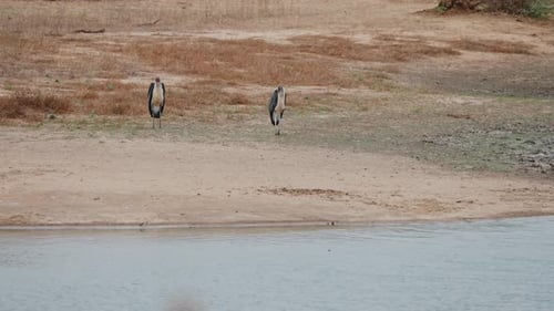 Marabou stork near water in Kruger National Park, South Africa, standing amidst mud and grass