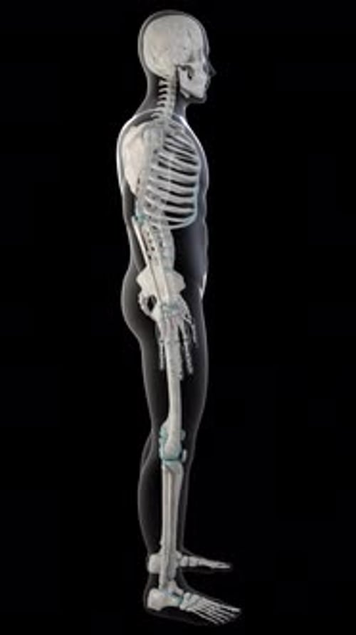 Obturator Externus Muscles On Whole Human Body Vertical Video