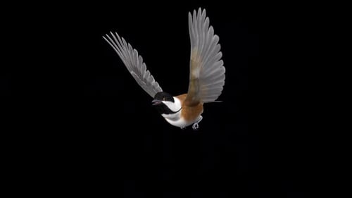 Carbonero con capa negra, pájaro carbonero norteamericano, bucle volador, vista lateral, CU, canal alfa