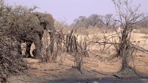 African Elephant Walking to waterHole
