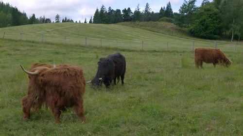 Highland Cattle Grazing in a Green Pasture