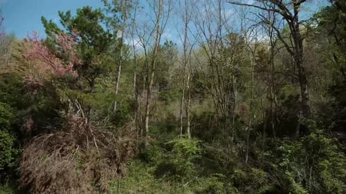 POV of Spring Forest and Flowering Trees Filmed From a Moving Car Showing Colorful Foliage Roadside