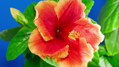 Yellow Red Hibiscus Open Big Flower in Time Lapse. Blooming Orange Plant Blossoms on a Blue