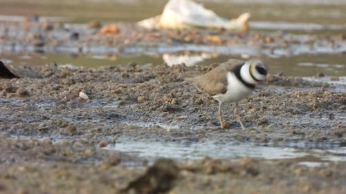Semipalmated plover bird chilling on lake ..