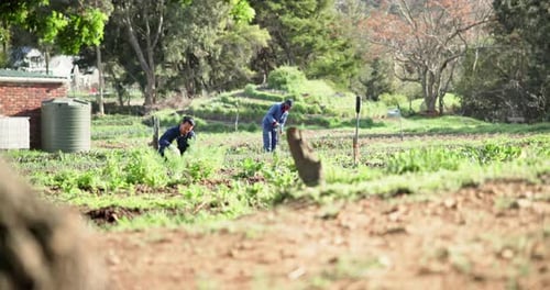 Agriculture, farming and people with vegetables, field and inspection for growth with plants