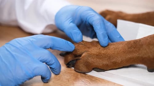 Veterinarian Examining Dog's Paw Closely