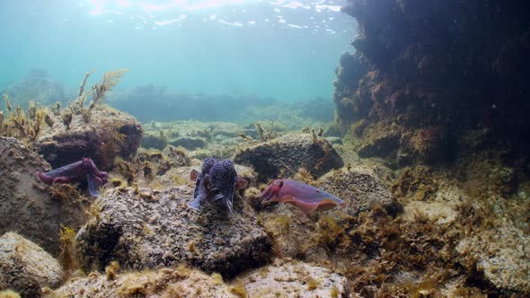Giant Australian Cuttlefish Sepia apama Migration Whyalla South ...