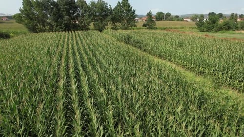 Aerial View of Vast Green Cornfield on Sunny Day