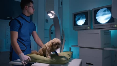 Veterinarian Examines Dog with Cast in Clinic