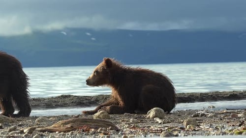 Brown Bear scouting for Salmon fish in a river stream at Kamchatka, Russian federation