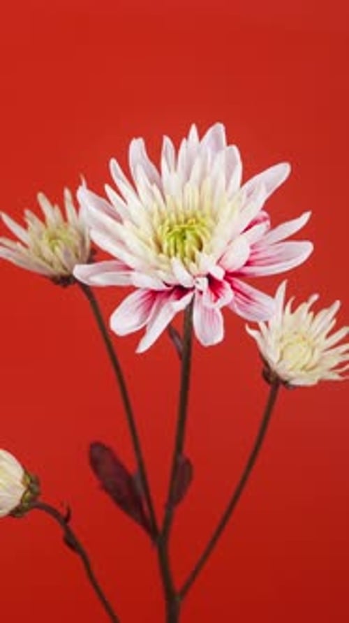 Close-Up of White Flower on Red Background