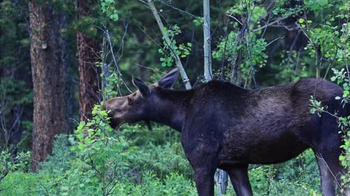 Close up of Moose Grazing on Plants, Wildlife of Colorado in Forests, Wildlife in Natural Habitat