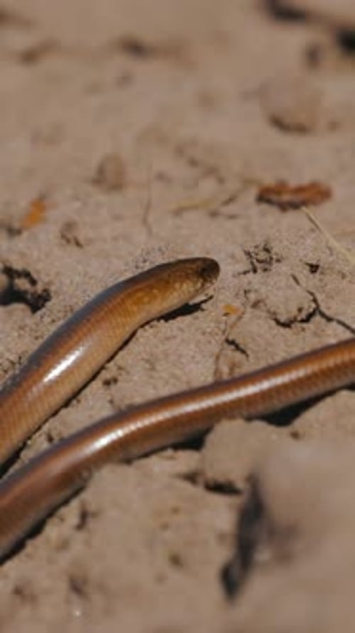 Anguis Fragilis es un reptil lagarto sin patas originario de Eurasia Vídeo de vídeo de víbora sorda