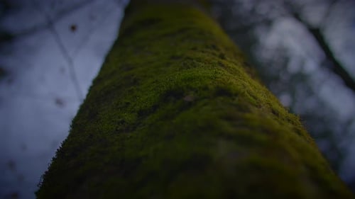 Close Up of Moss Covered Rock in Forest with Shades of Green