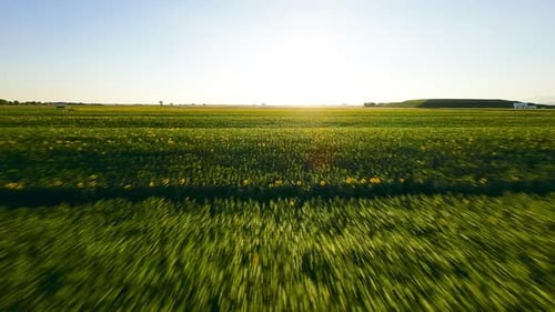 Campo de girassóis para produção intensiva de óleo